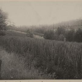 Crop of Digitalis purpurea - Emerald