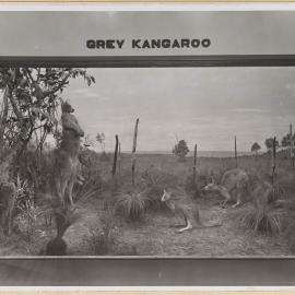 Diorama-Great Grey Kangaroo