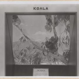 Diorama-Koala