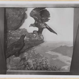 Diorama-Wedge-tailed Eagle