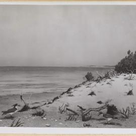 Diorama-Red-capped Dotterel