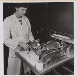 Storage Cabinet for Mammal Collections