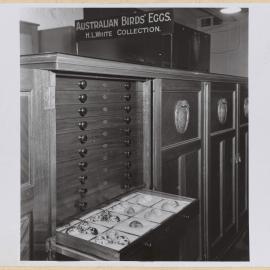 Australian Eggs and Cabinet presented by H.L. White, Esq.