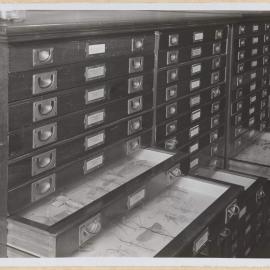 Part of the Australian Insect Collection