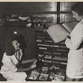 Cataloguing part of the Gatliff Collection of Molluscs