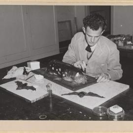 Preparing Study Skins