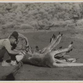 Casting Heads of Red Kangaroos, Central Australia, 1949
