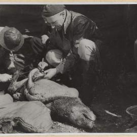 Field Party prepares Seal at Portland, Victoria, 1949
